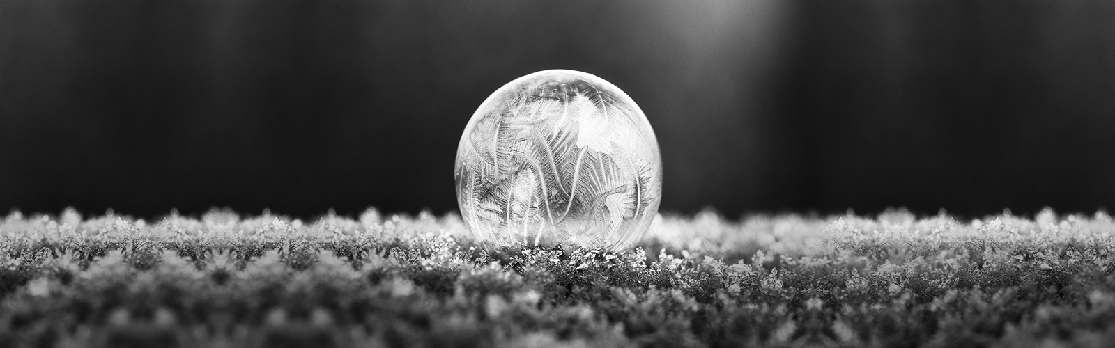 Board of Governance & Executive Team